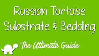 Russian Tortoise Substrate amp Bedding  Ultimate Guide [upl. by Hildagard48]