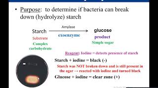 Lab 513 Starch Hydrolysis [upl. by Leasia]