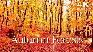 Enchanting Autumn Forests with Beautiful Piano Music  4K Autumn Ambience amp Fall Foliage [upl. by Branca613]