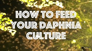 How To Feed Your Daphnia Culture [upl. by Rimaa203]