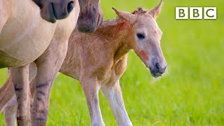 Adorable newborn foal takes first steps 🐎  BBC [upl. by Naivatco]