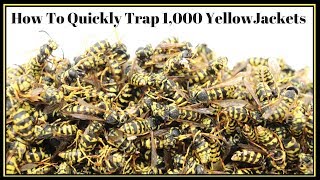 How To Quickly Trap 1000 YellowJackets In Just Hours Mousetrap Monday [upl. by Randy]