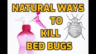 Natural Ways To Kill Bed Bugs 7 DIY Methods [upl. by Kampmeier]