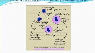 Chronic Inflammation HD [upl. by Fullerton326]