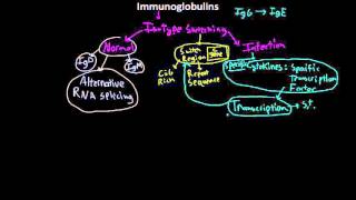 Immunology antibody Isotype switching [upl. by Bowerman]