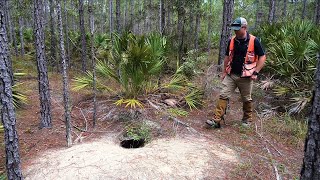 How Foresters Protect Gopher Tortoise Burrows [upl. by Enileqcaj]