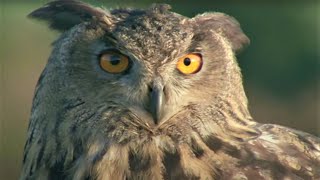 Eagle Owl Invasion  Five Owl Farm  BBC Earth [upl. by Sikleb317]