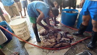 The Village Entrepreneur The Sea Cucumber Business Part 2 🇫🇯 [upl. by Ward]