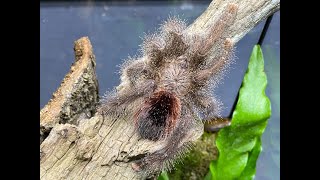 Avicularia huriana Ecuadorian Pink Toe rehouse and care [upl. by Navannod]