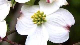 Flowering Dogwood  AskMDC [upl. by Coretta]