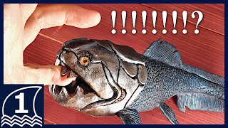 Sculpting DUNKLEOSTEUS【making an ancient sea monster ダンクレオステウスの作り方 】 [upl. by Clintock50]