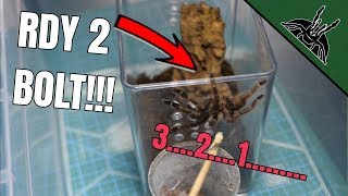 UNEXPECTED BOLTS Tarantula rehouse [upl. by Esahc]