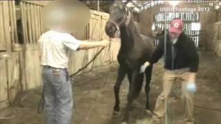 USDA inspections find horse soring cruelty [upl. by Aronson738]