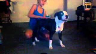 Pit bull humps girls head [upl. by Thaxter]