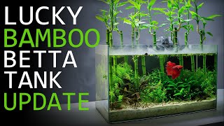 Maintaining a Lucky Bamboo Betta Aquarium  3 Month Update [upl. by Rosenblum]