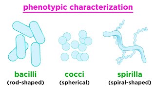 Taxonomy of Bacteria Identification and Classification [upl. by Acinoda]