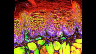 Histology  Epithelial Tissue بالعربي [upl. by Tamma385]