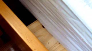 bedbug frenzy during heat treatment [upl. by Ayenet]