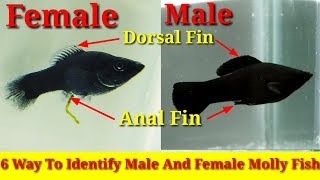 6 Way To Identify Male And Female Molly Fish [upl. by Enirehtakyram]