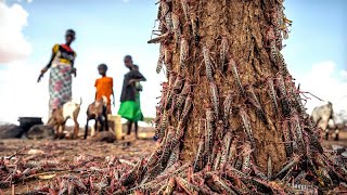 Billionen Insekten Heuschreckenplage in Indien [upl. by Rafiq427]