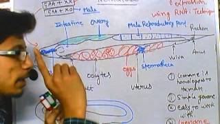 C elegans reproduction [upl. by Sucramaj]