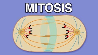 MITOSIS CYTOKINESIS AND THE CELL CYCLE [upl. by Jegger]