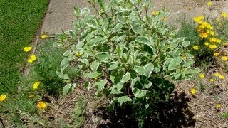 How to grow Dogwood  Gardening 101 by Dr Greenthumb [upl. by Vladi]