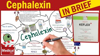 Cephalexin  Keflex  What is Cephalexin Used For Dosage Side Effects amp Precautions [upl. by Odele754]