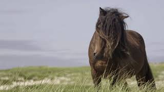 Discover Sable Island National Park Reserve [upl. by Mayworm]