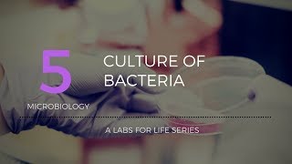 Culture of Bacteria [upl. by Sesom]