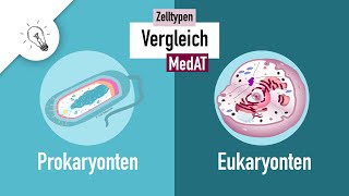 Zelltypen I  Prokaryonten vs Eukaryonten  MedAT  Biologie [upl. by Aneehta99]