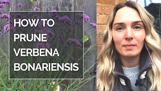 HOW TO PRUNE VERBENA BONARIENSIS I Pruning Verbena bonariensis [upl. by Alvy]