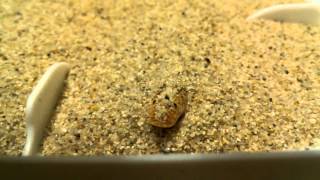 Saudi Arabian sand boa Eryx jayakari2 [upl. by Lionello]