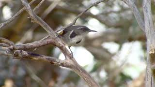 Crescent Honeyeater [upl. by Sigsmond]