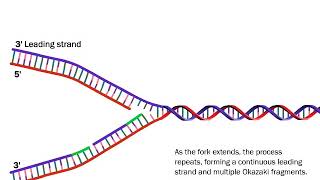 DNA Replication The Process Simplified [upl. by Htir]