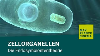 Zellorganellen  Die Endosymbiontentheorie [upl. by Ennyletak]