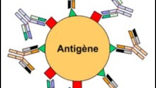 🔺 Les antigènes  immunologie [upl. by Einaffit]