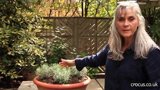 How to prune lavender [upl. by Azerila]