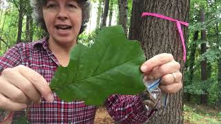 Quercus velutina black oak [upl. by Gaidano548]