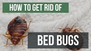 How To Get Rid of Bed Bugs Guaranteed 4 Easy Steps [upl. by Alyss]