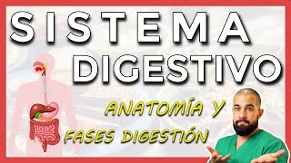 Anatomía del SISTEMA DIGESTIVO Repaso general [upl. by Pengelly741]