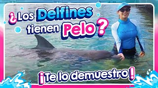 ¿Sabías que los delfines tienen pelo l Delphinus [upl. by Lain351]