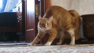 Adrenaline Cats  Funny Cat Video Compilation 2020 [upl. by Godrich]