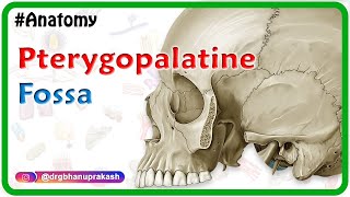 Pterygopalatine fossa  Head and neck Gross anatomy  medical animation [upl. by Khalin959]