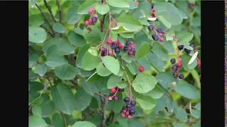 Better Than Blueberries  Juneberry Serviceberry or Saskatoons [upl. by Nylime]