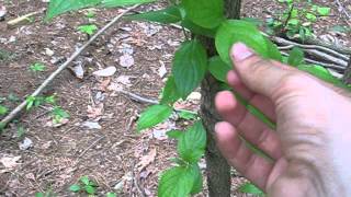 Tree Identification Dogwood [upl. by Utas]