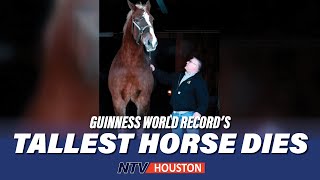 Worlds tallest horse dies at the age of 20 I GUINNESS WORLD RECORD [upl. by Gerald552]