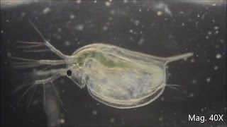 Daphnia magna under the Microscope [upl. by Lorilyn]