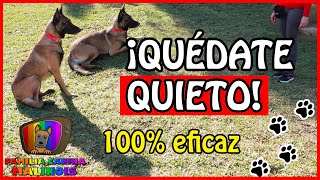 ENSEÑAR a un PERRO el QUIETO FÁCIL y EFECTIVO  Adiestramiento Canino en Obediencia [upl. by Seidel]