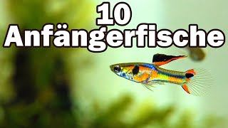 10 Anfängerfische für das 60cmAquarium 73 [upl. by Eedissac]